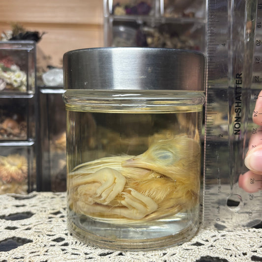 white peachick hatchling wet specimen