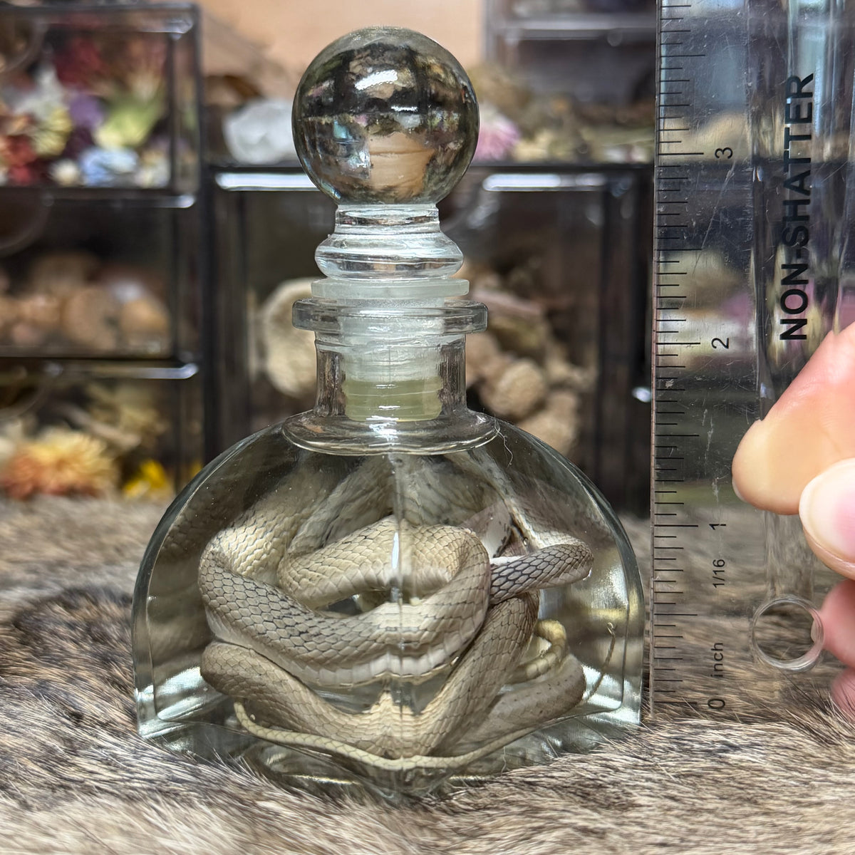 yellow-faced whip snake wet specimen