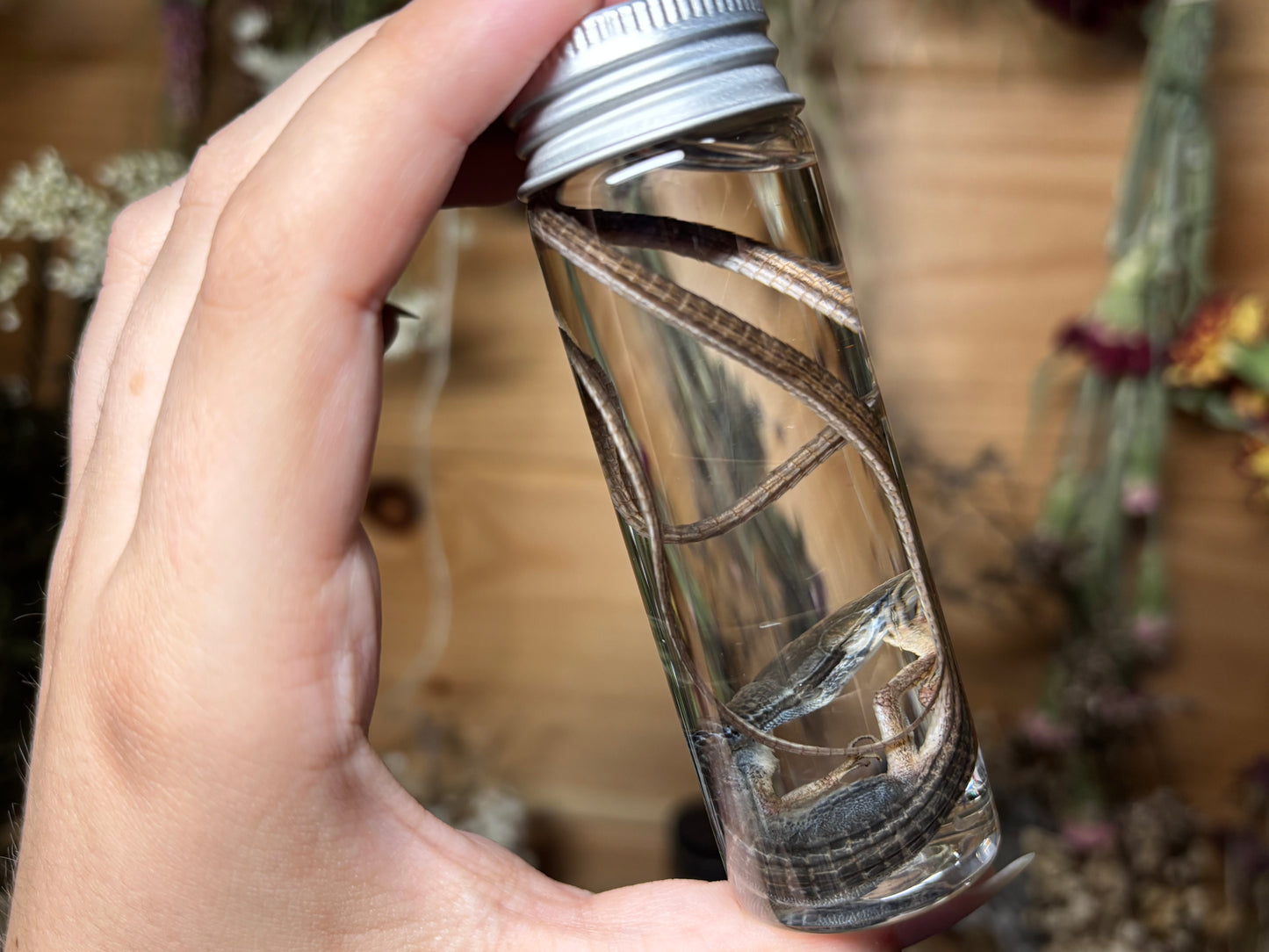 long-tailed grass lizard wet specimens