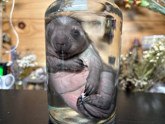 fetal porcupine wet specimen