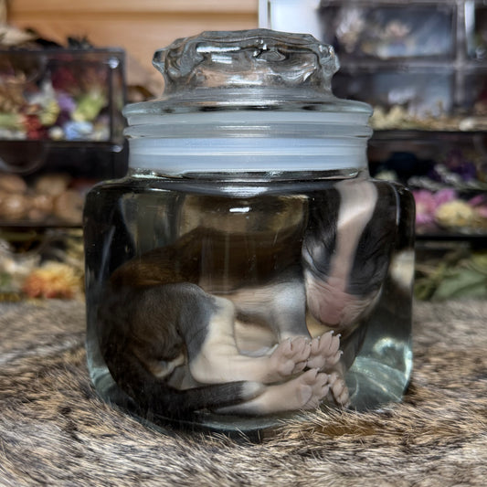 full-term bully puppy wet specimen
