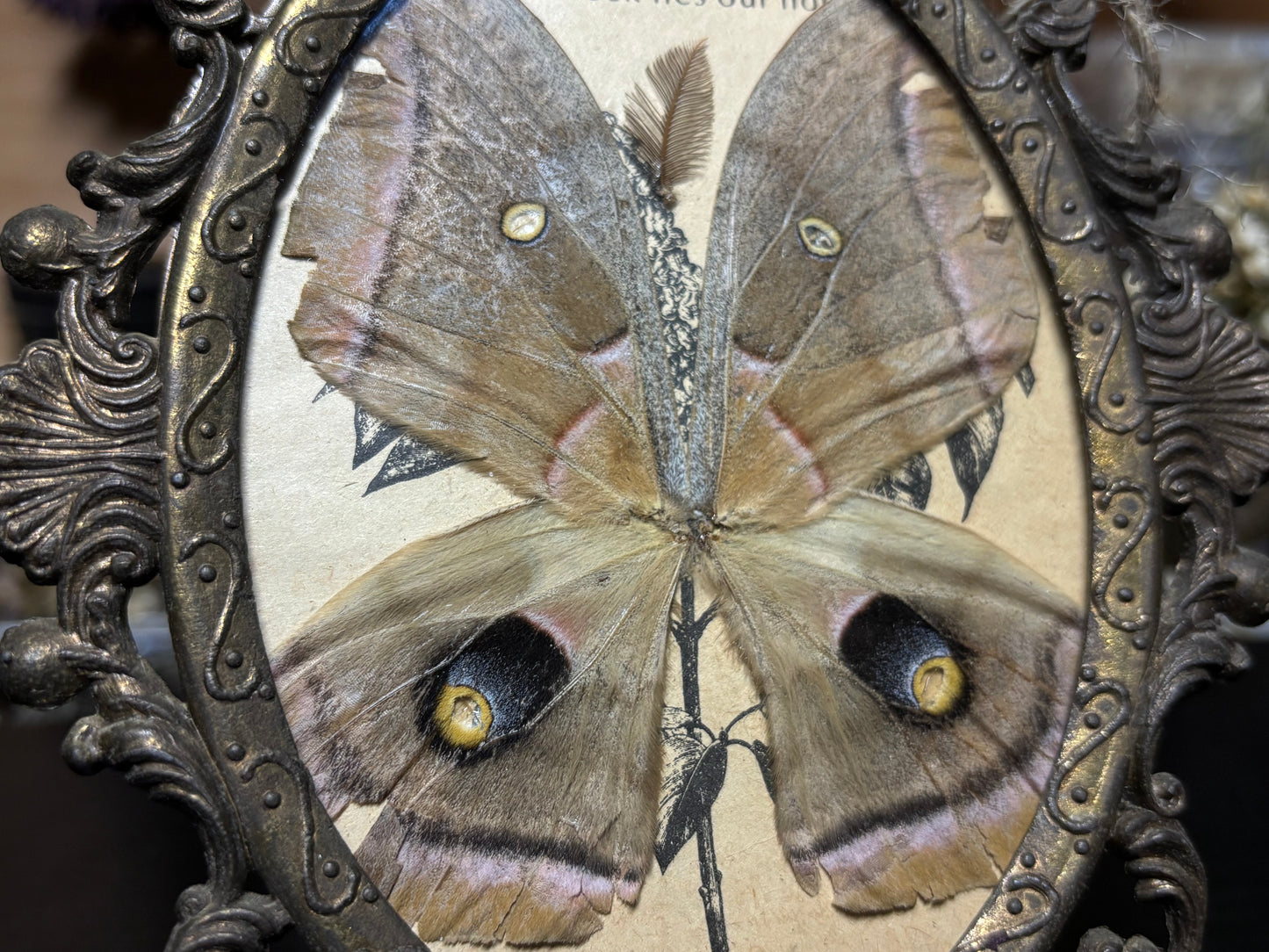 polyphemus moth wings ornate frame