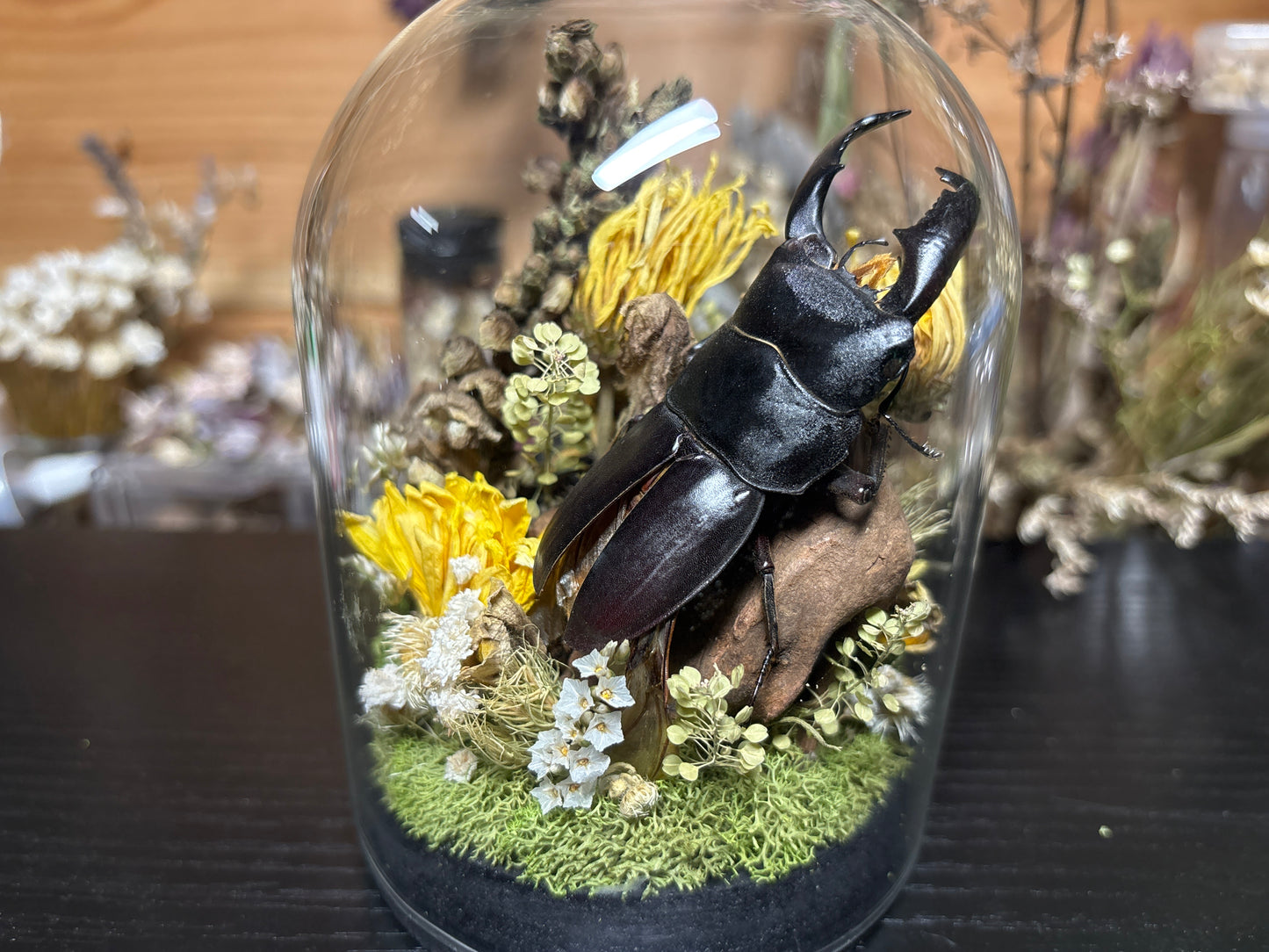 stag beetle cloche