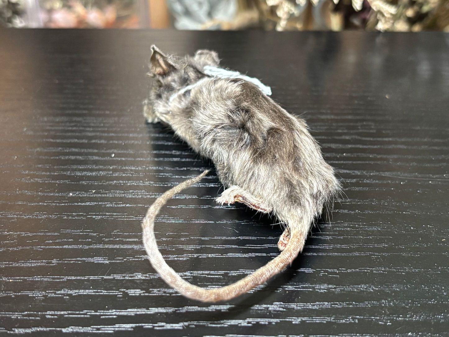 mummified silver adult fancy mouse