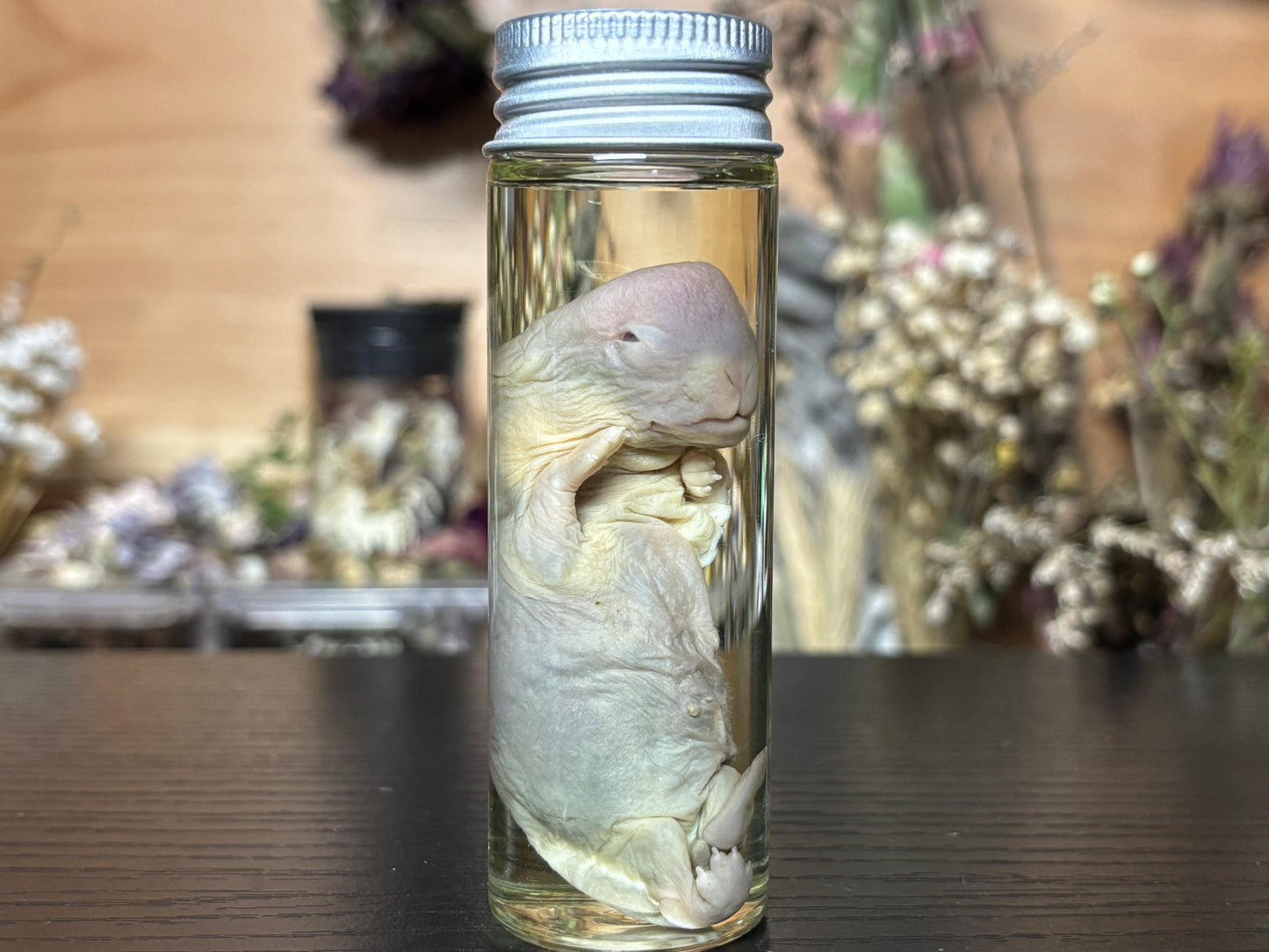 deformed newborn rabbit (3.5”) wet specimens