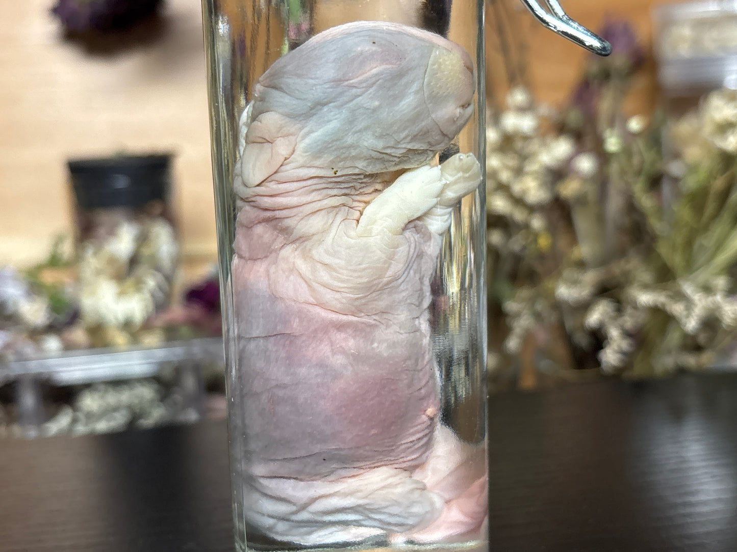 newborn domestic rabbit wet specimen