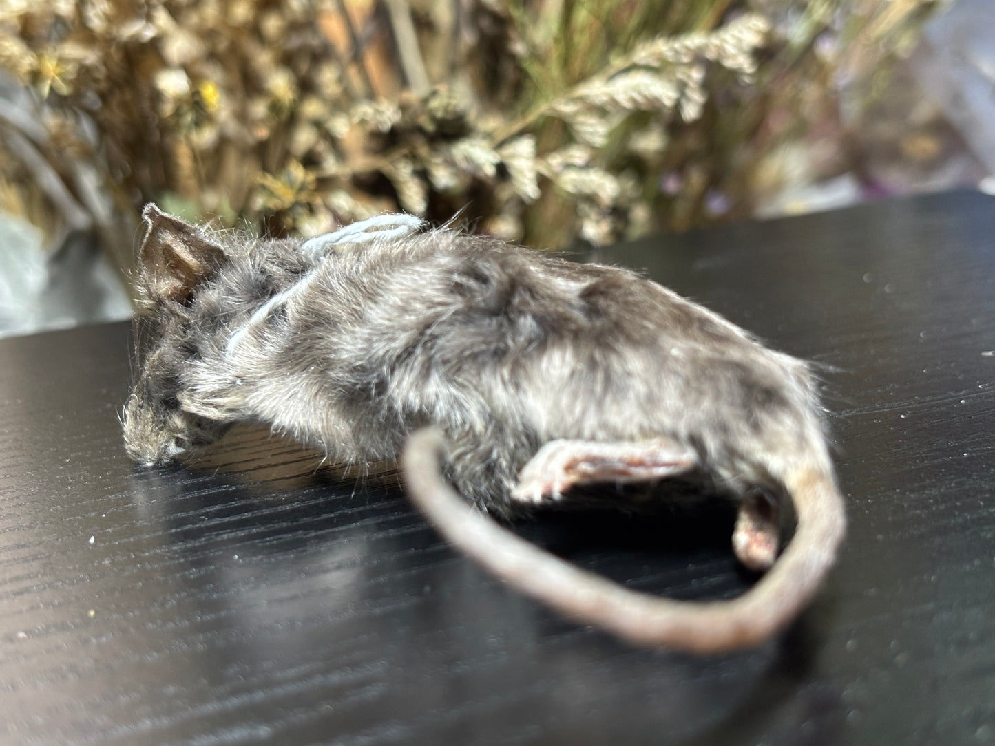mummified silver adult fancy mouse