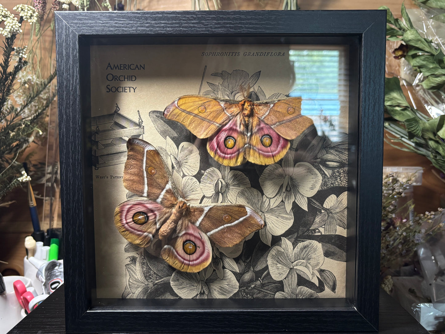 bullseye moth pair frame
