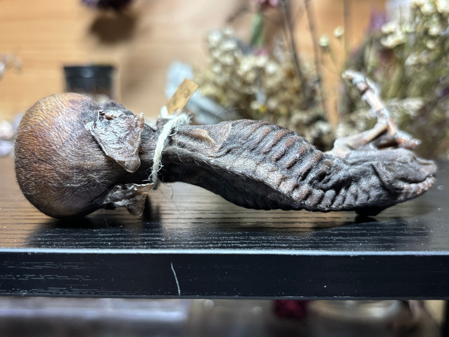 mummified fetal wild boar piglet