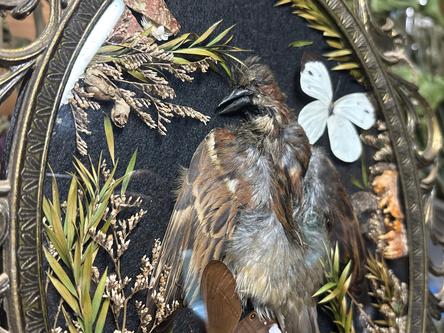 sparrow pelt & butterflies ornate frame