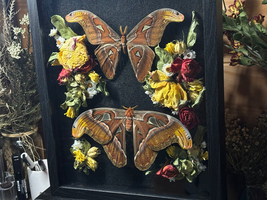 atlas moth pair frame