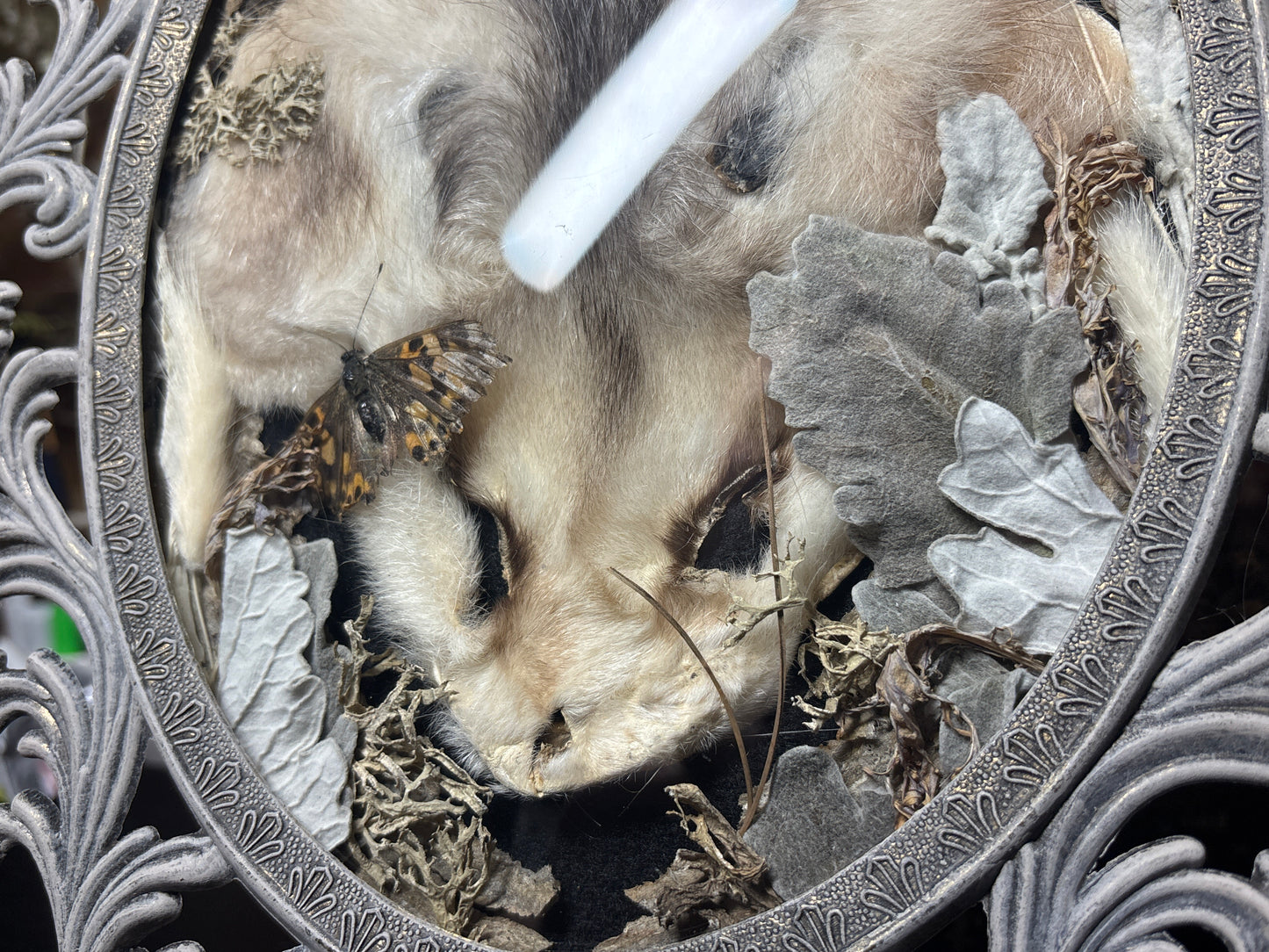 tanned opossum face & lady butterflies ornate frame