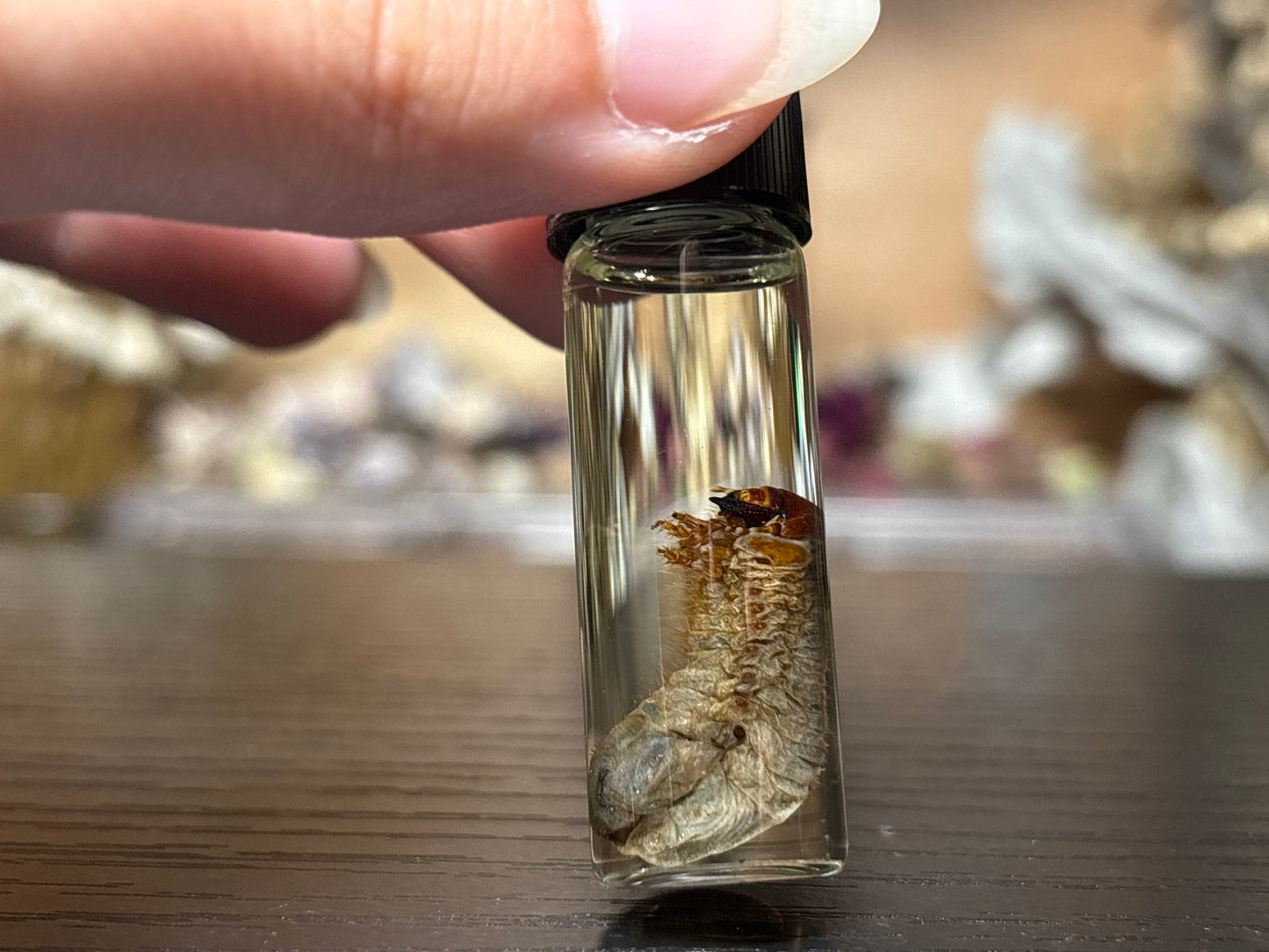 beetle grub wet specimen