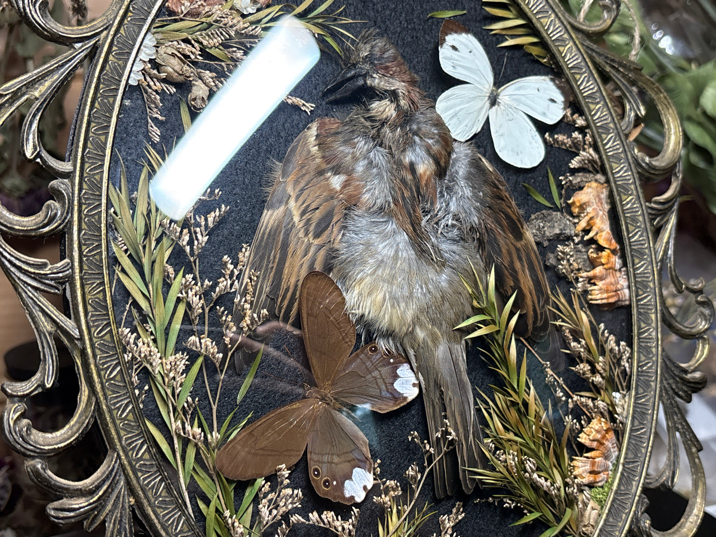 sparrow pelt & butterflies ornate frame
