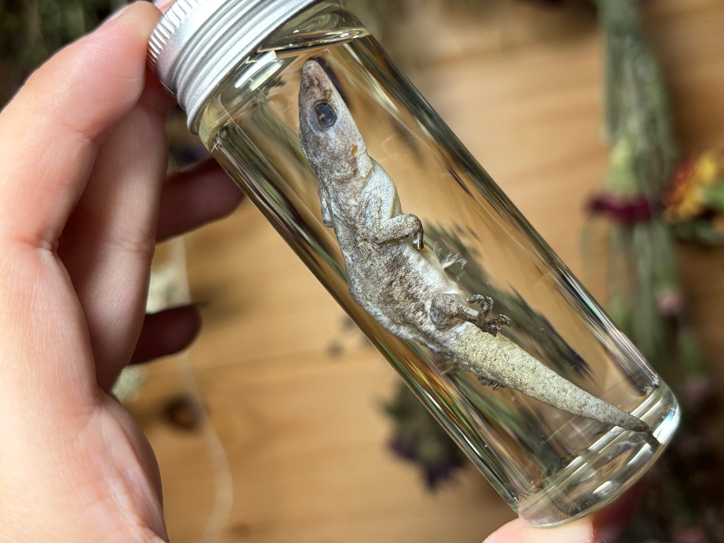 house gecko wet specimens