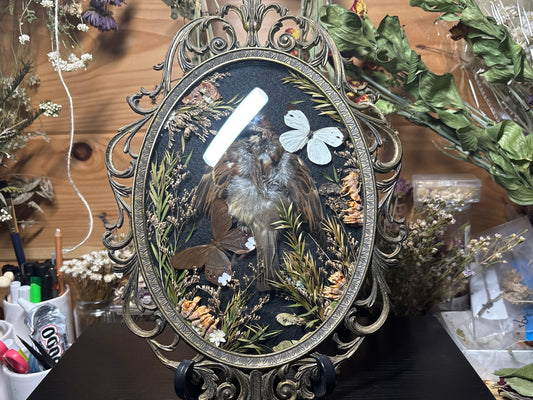 sparrow pelt & butterflies ornate frame