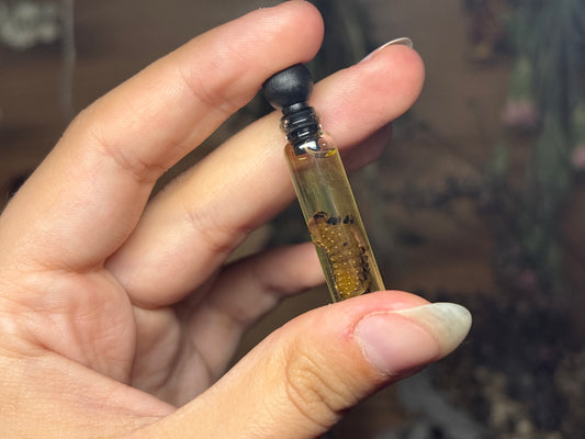 luna moth caterpillar wet specimens
