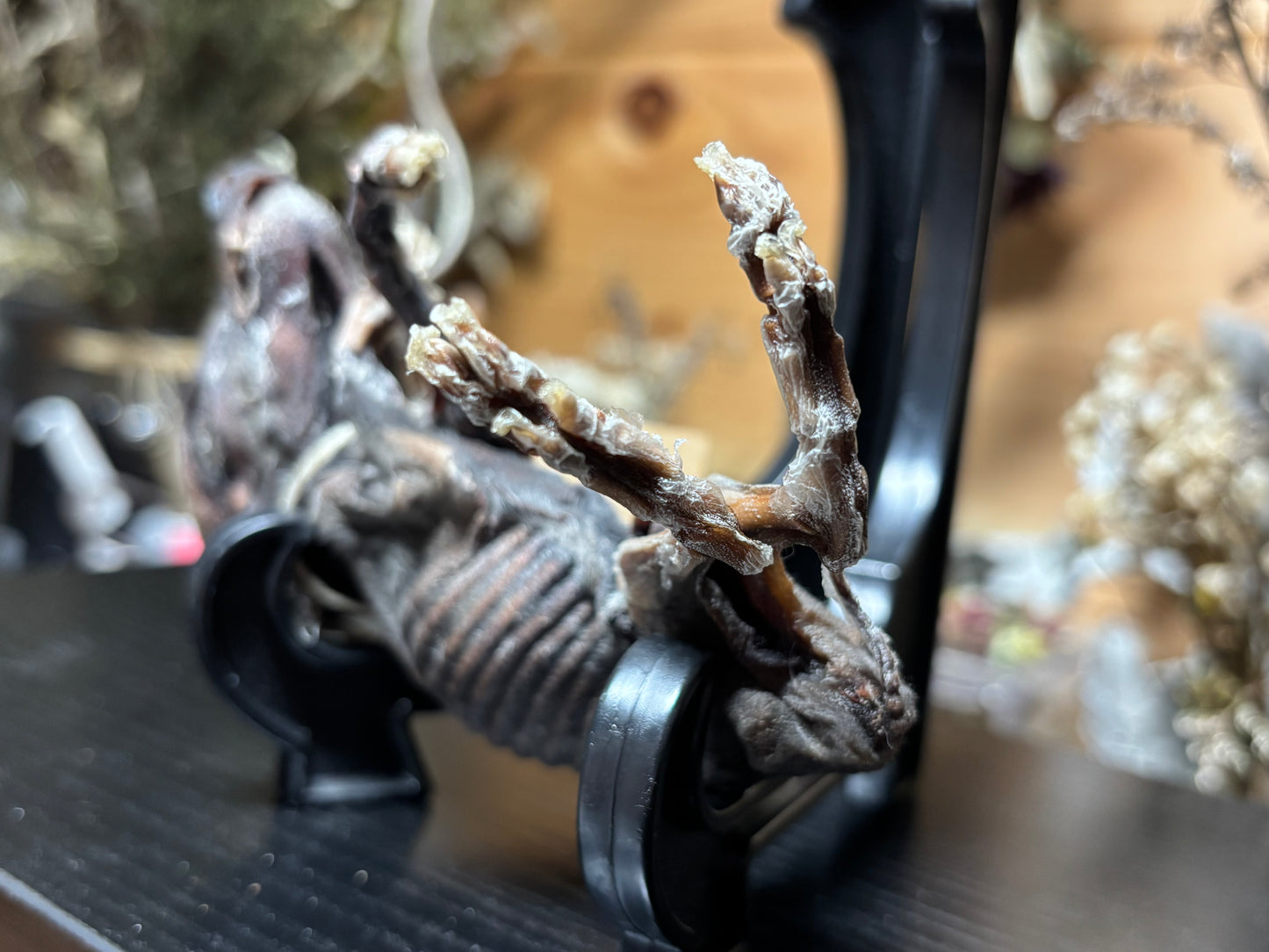 mummified fetal wild boar piglet