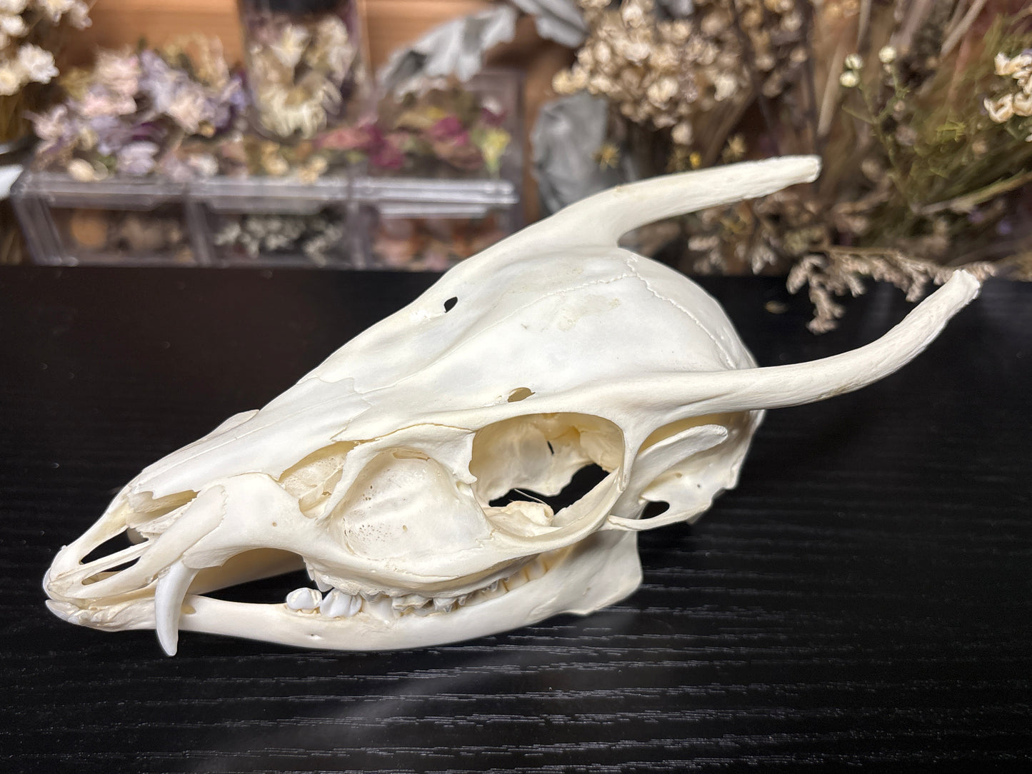 yearling muntjac skull