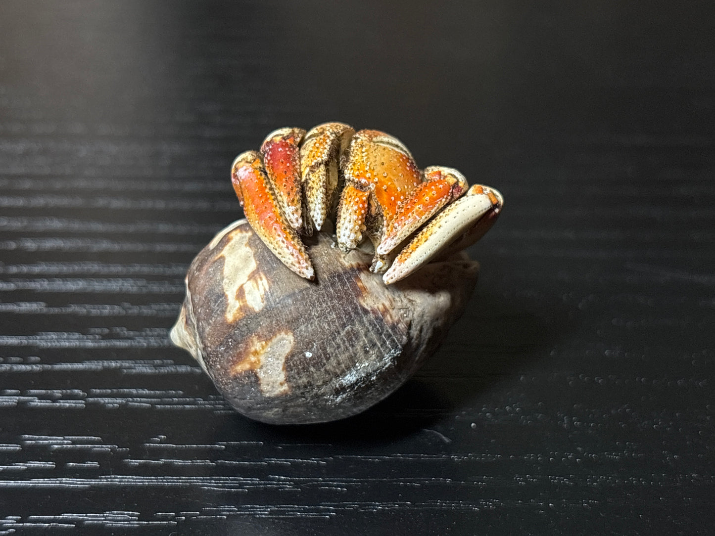 mummified hermit crab