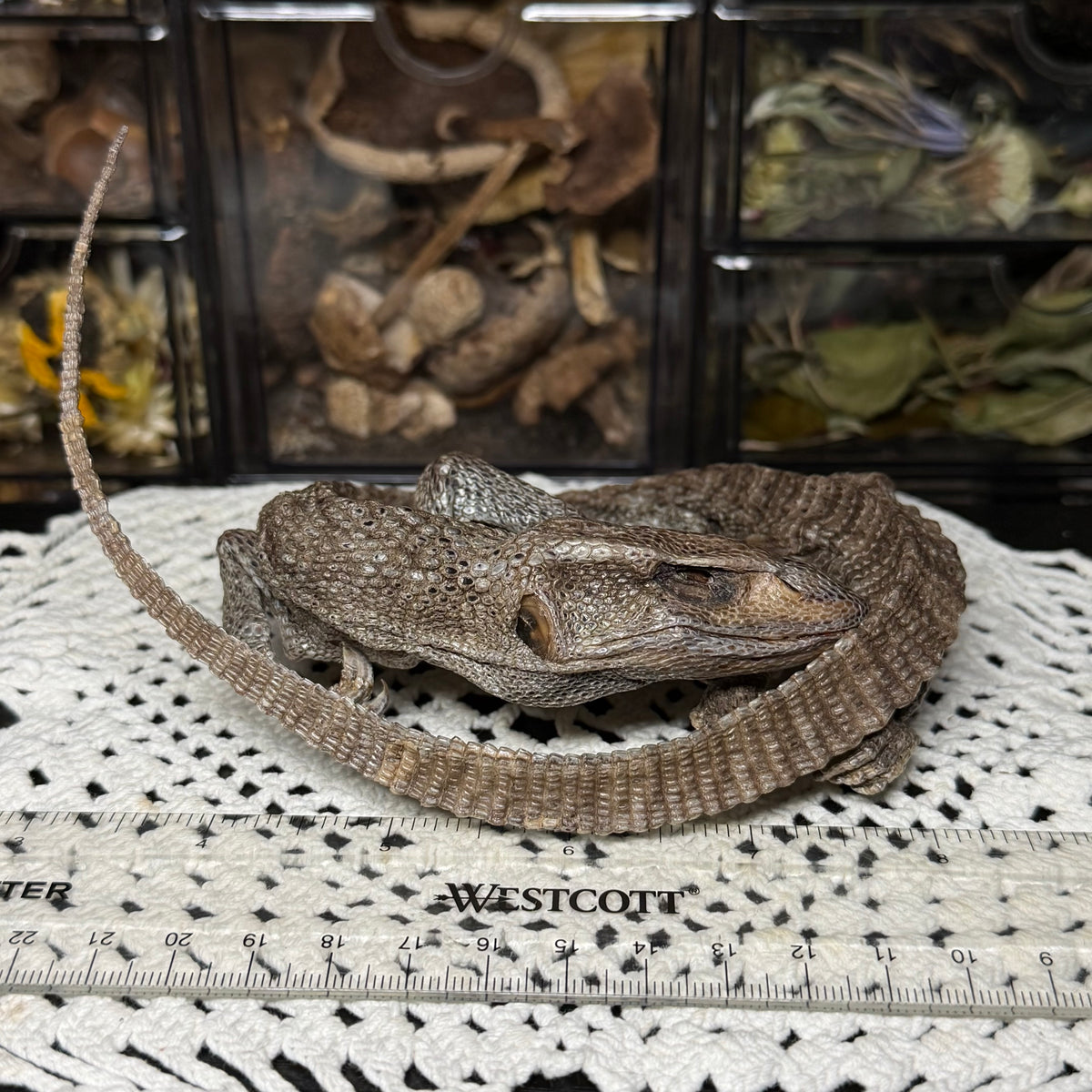 mummified adolescent savannah monitor lizard