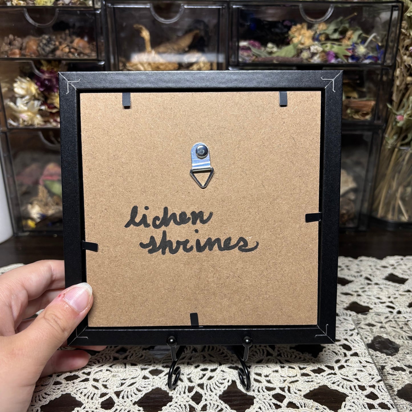 small snake skeleton & natural findings frame