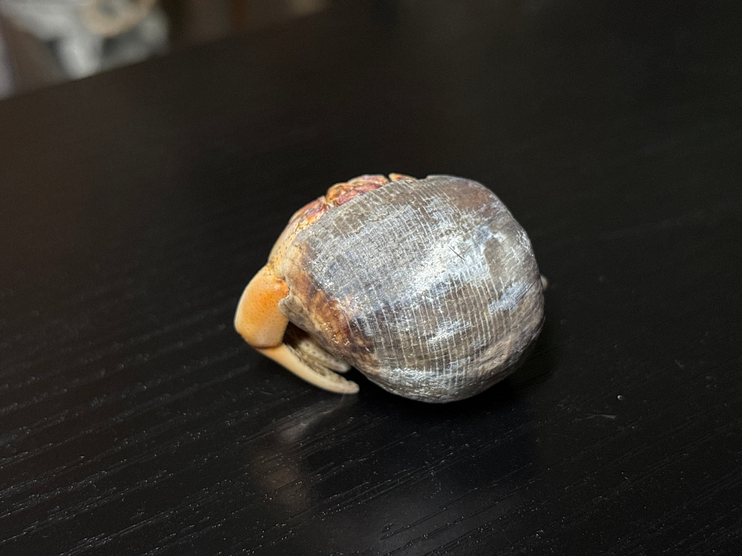 mummified hermit crab