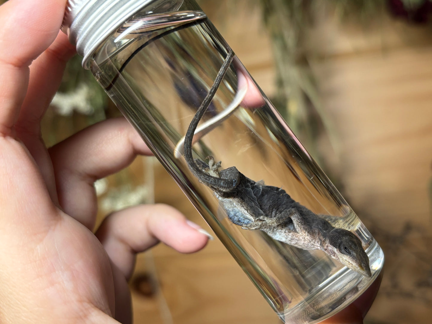 green anole wet specimens