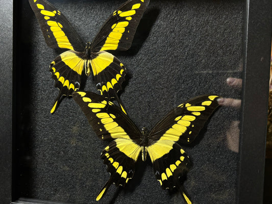 king swallowtail butterfly pair frame