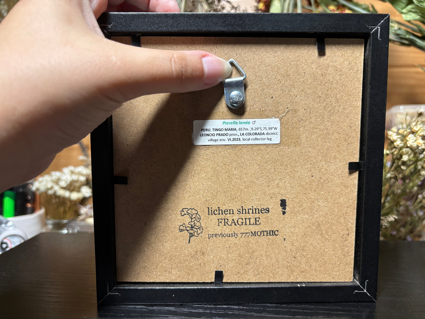 pierella butterfly frame