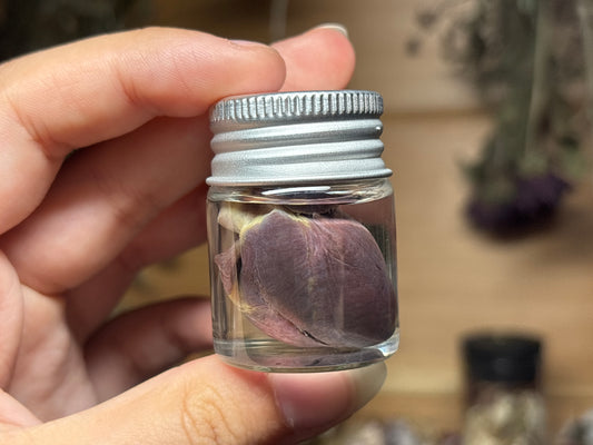 rabbit heart wet specimen
