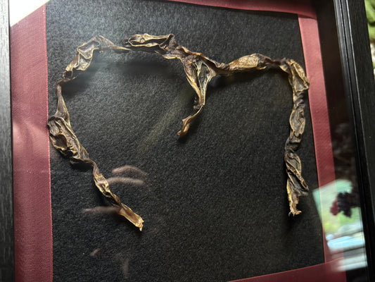 framed coyote uterus