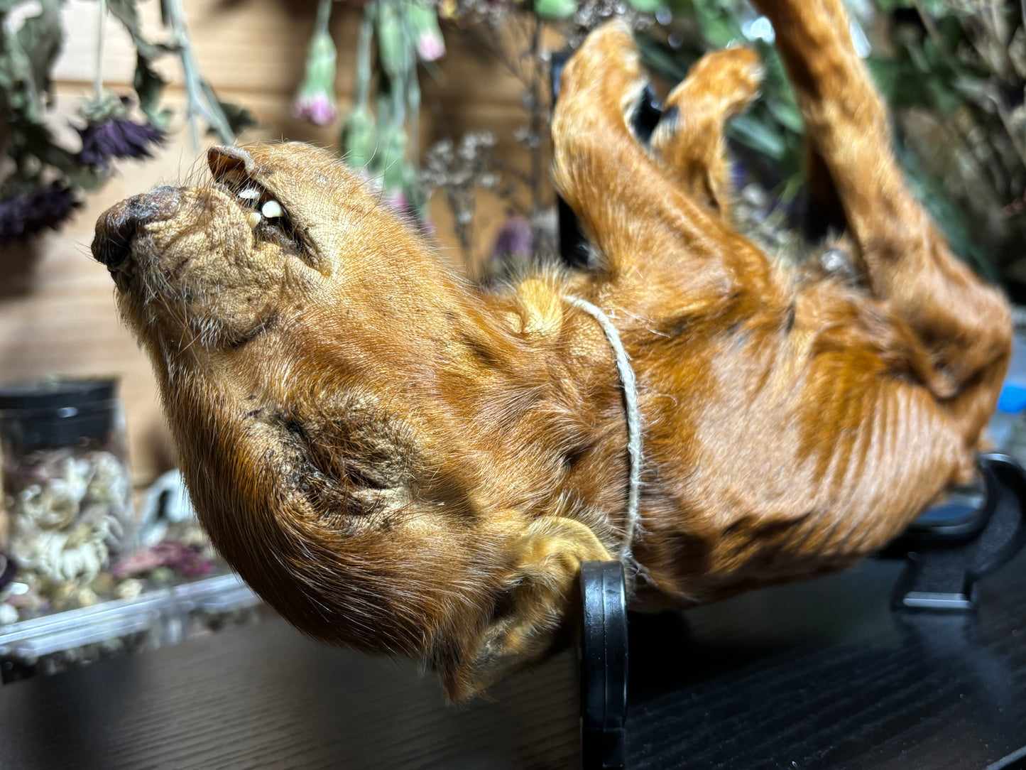 mummified kunekune piglet