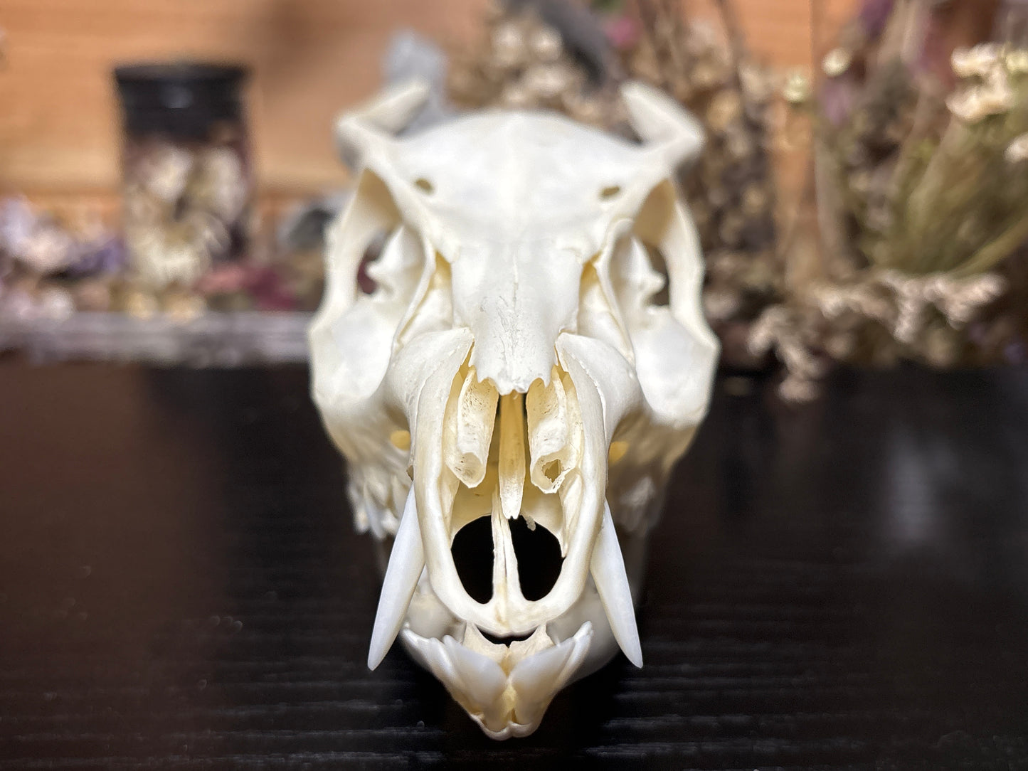 yearling muntjac skull