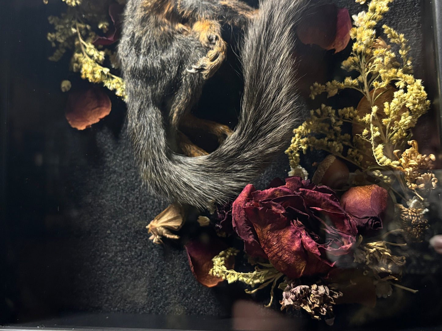 baby melanistic squirrel shrine frame