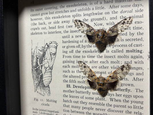 leafhopper cicada pair frame