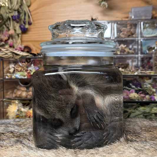 darling baby raccoon wet specimen