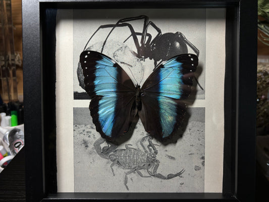 banded blue morpho frame