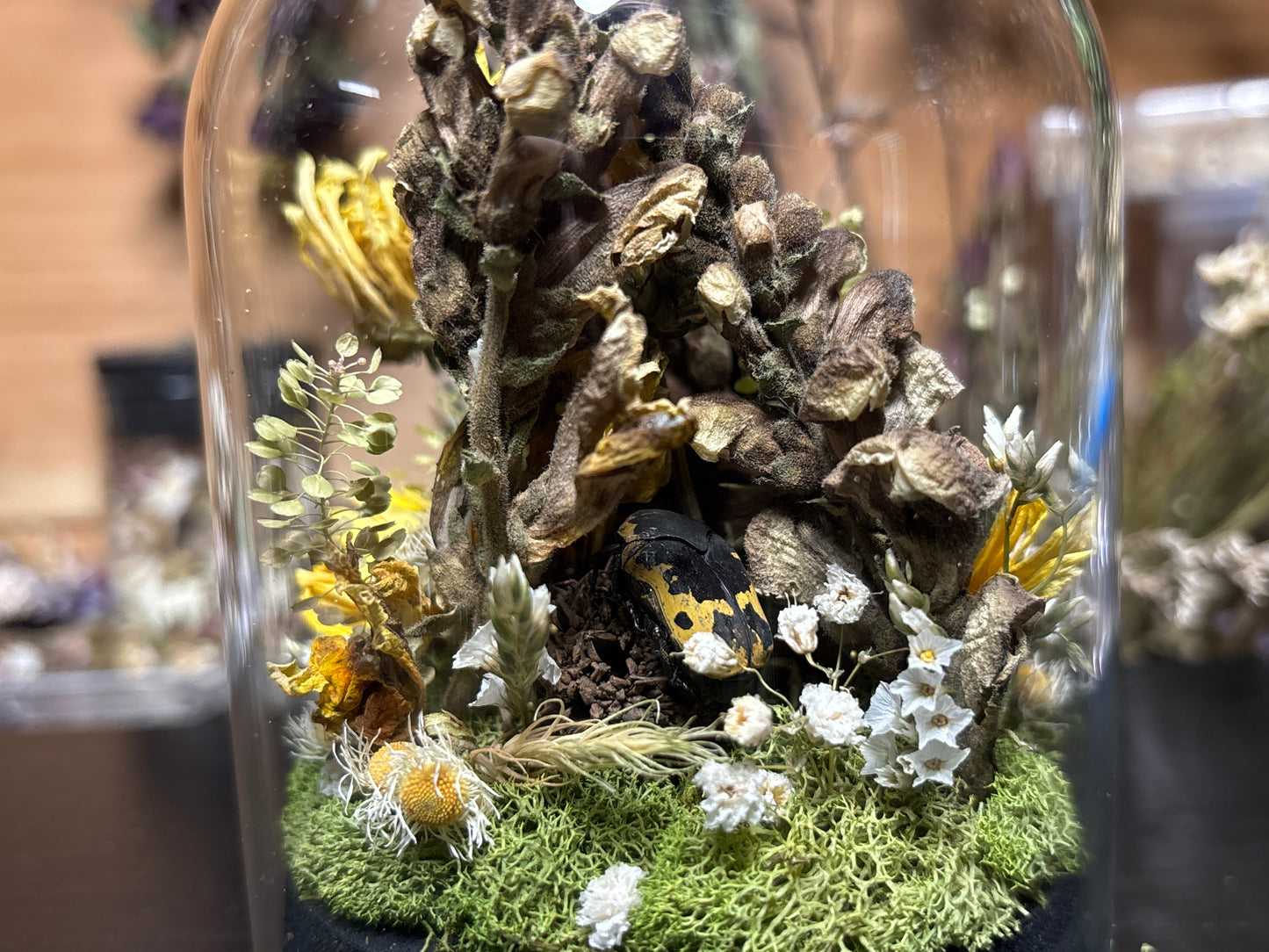 stag beetle cloche