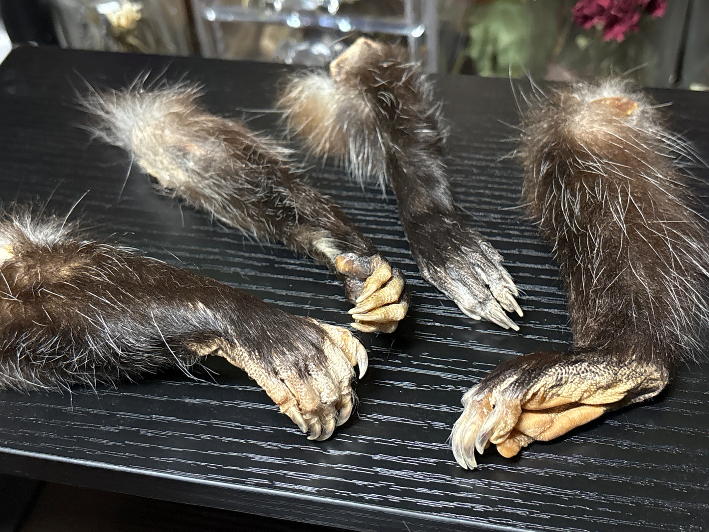 dried opossum feet