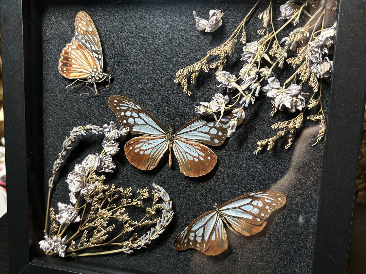 tiger butterfly trio frame