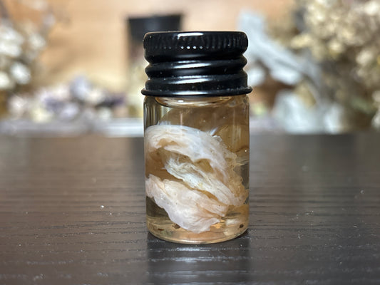 leftover umbilical cord wet specimens