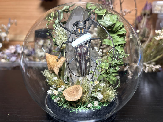 longhorn beetle globe cloche