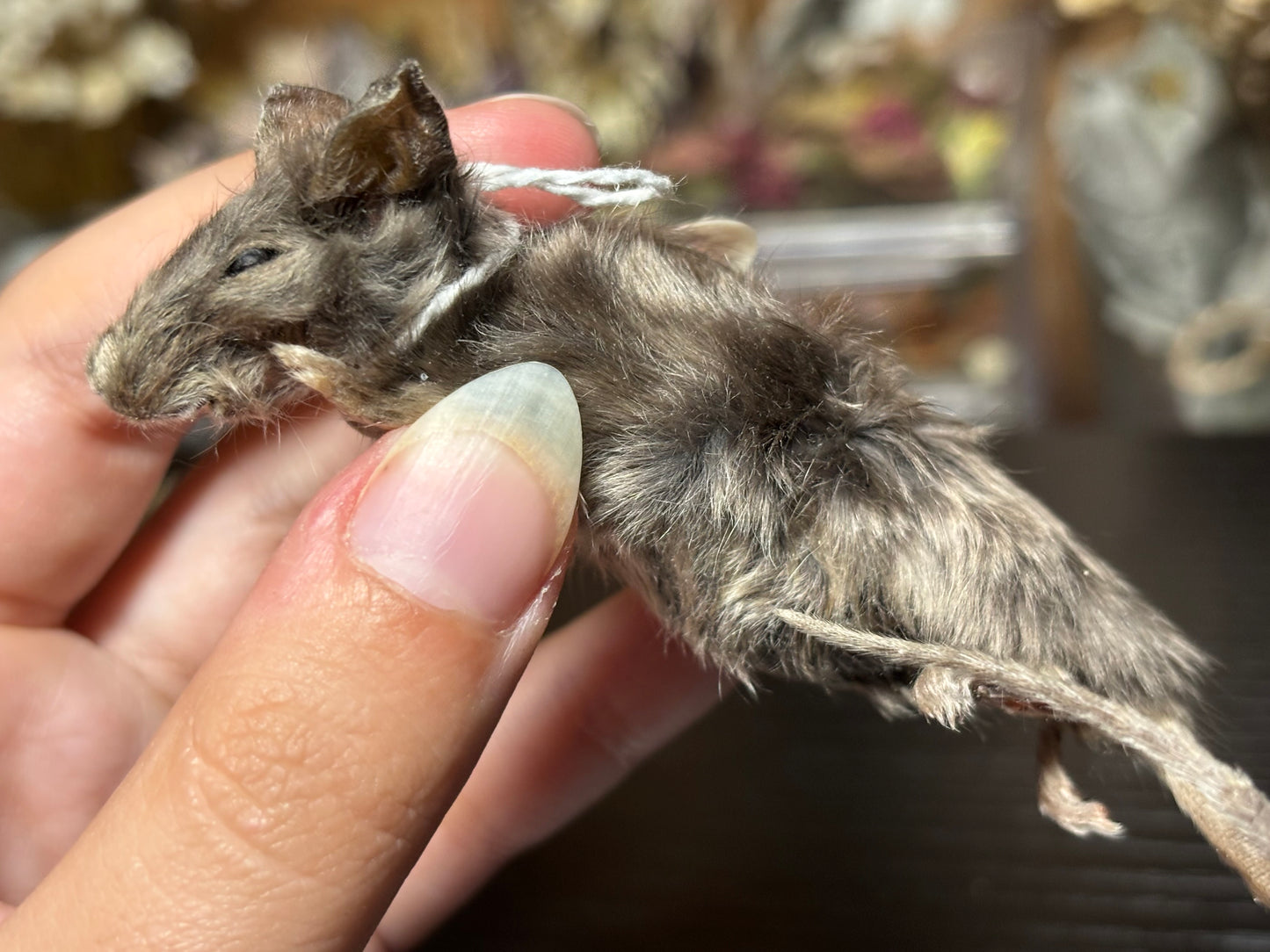mummified silver adult fancy mouse