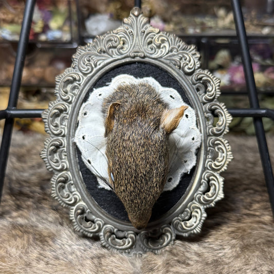 mummified squirrel head vintage plaque