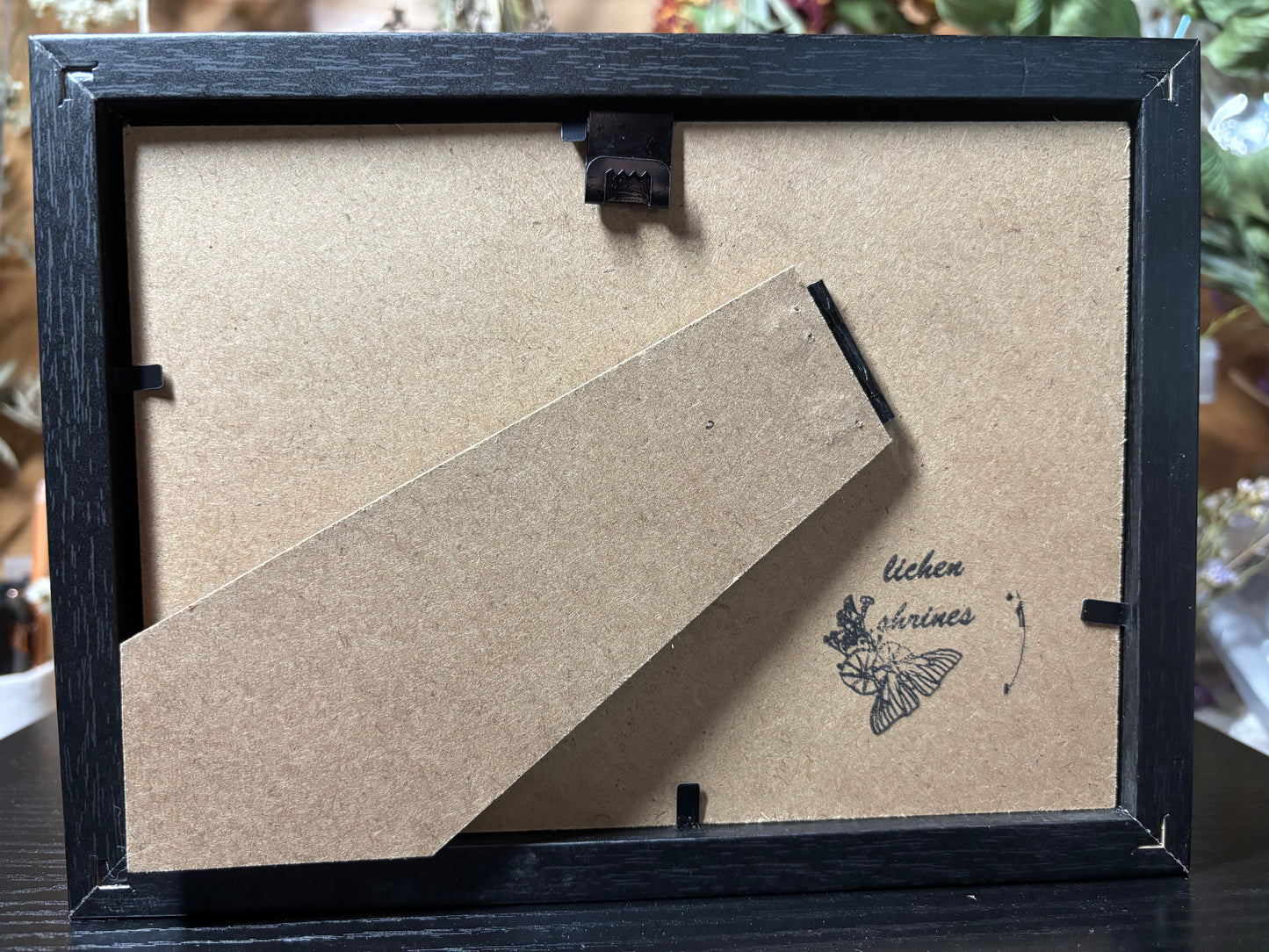 brown cockroach frame