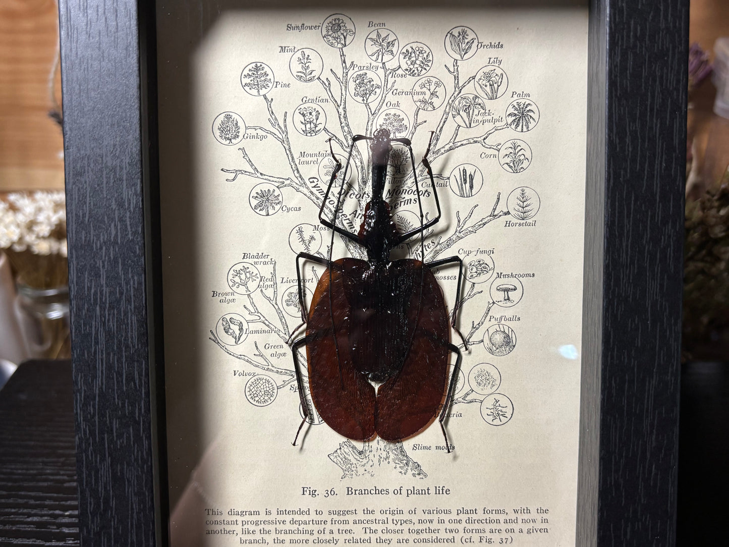 violin beetle frame