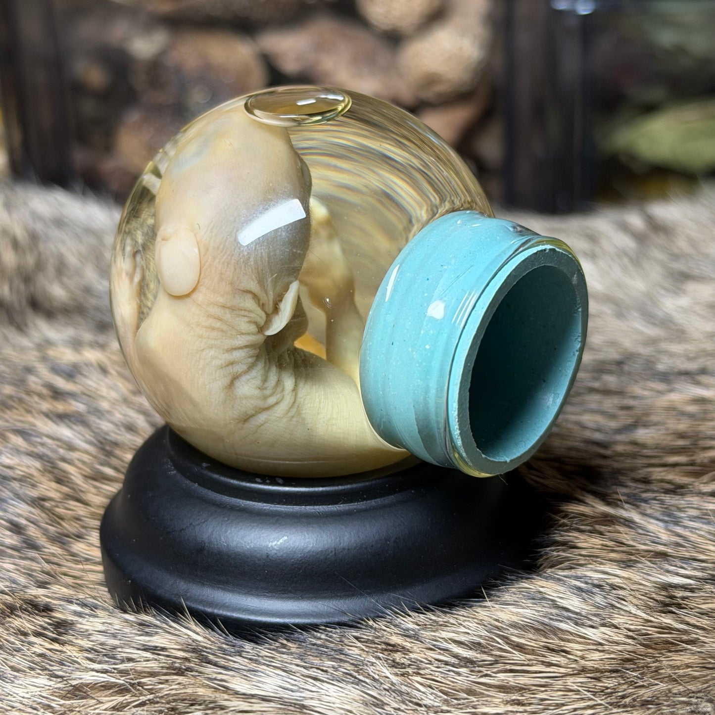 bald opossum joey mini globe wet specimen with stand