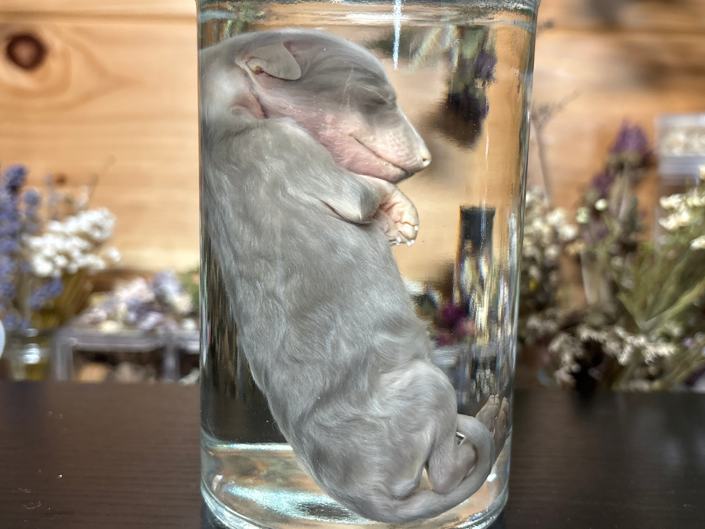 newborn silver ranch fox wet specimen