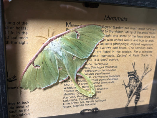 ‘25 spring luna moth frame